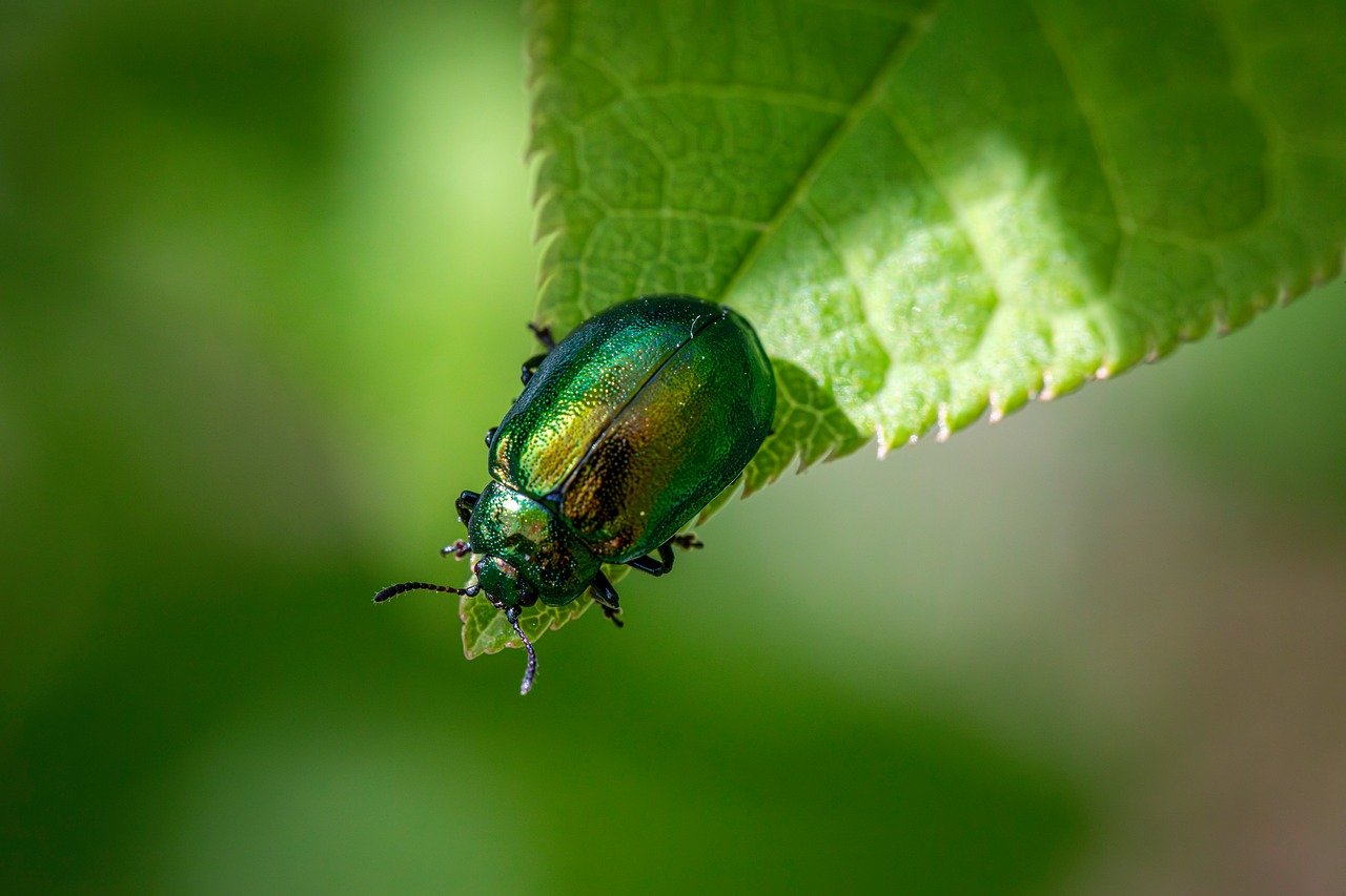 découvrez l'importance de la sensibilisation écologique et comment elle influence nos actions quotidiennes pour protéger notre planète. explorez des conseils pratiques et des initiatives pour développer une conscience environnementale durable.