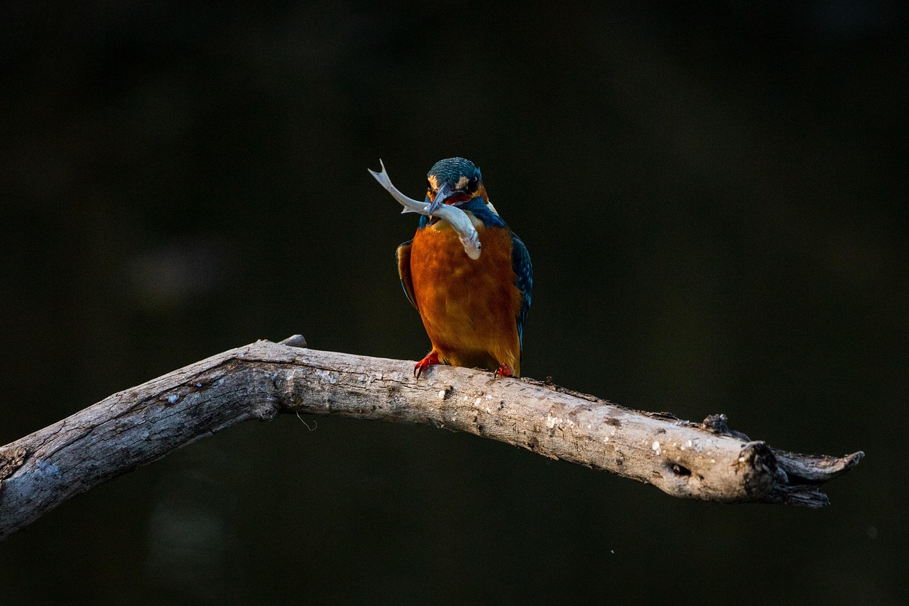 découvrez les services écosystémiques, ces bienfaits essentiels que la nature offre à l'humanité. apprenez comment ils contribuent à la biodiversité, à la régulation climatique et au bien-être humain, tout en soulignant l'importance de leur préservation pour un avenir durable.
