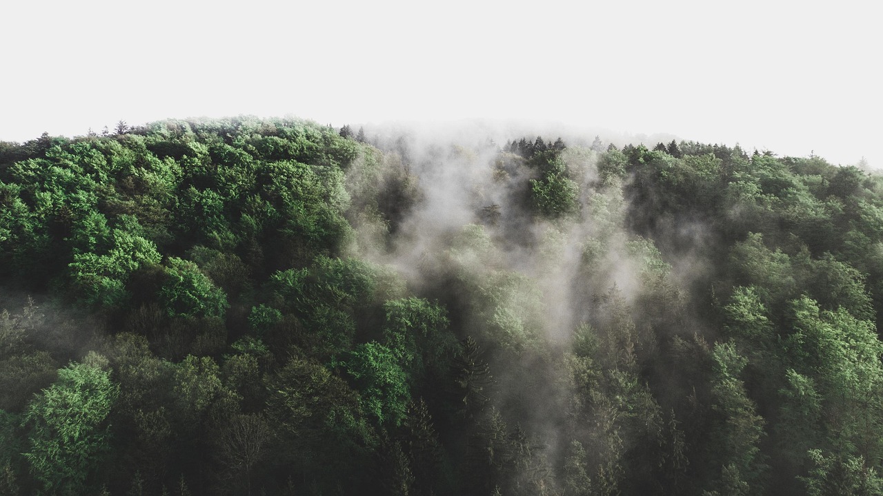 découvrez l'importance de l'environnement, ses défis actuels et les solutions durables pour préserver notre planète. engagez-vous dans la protection de la nature et explorez des actions pour un avenir plus vert.