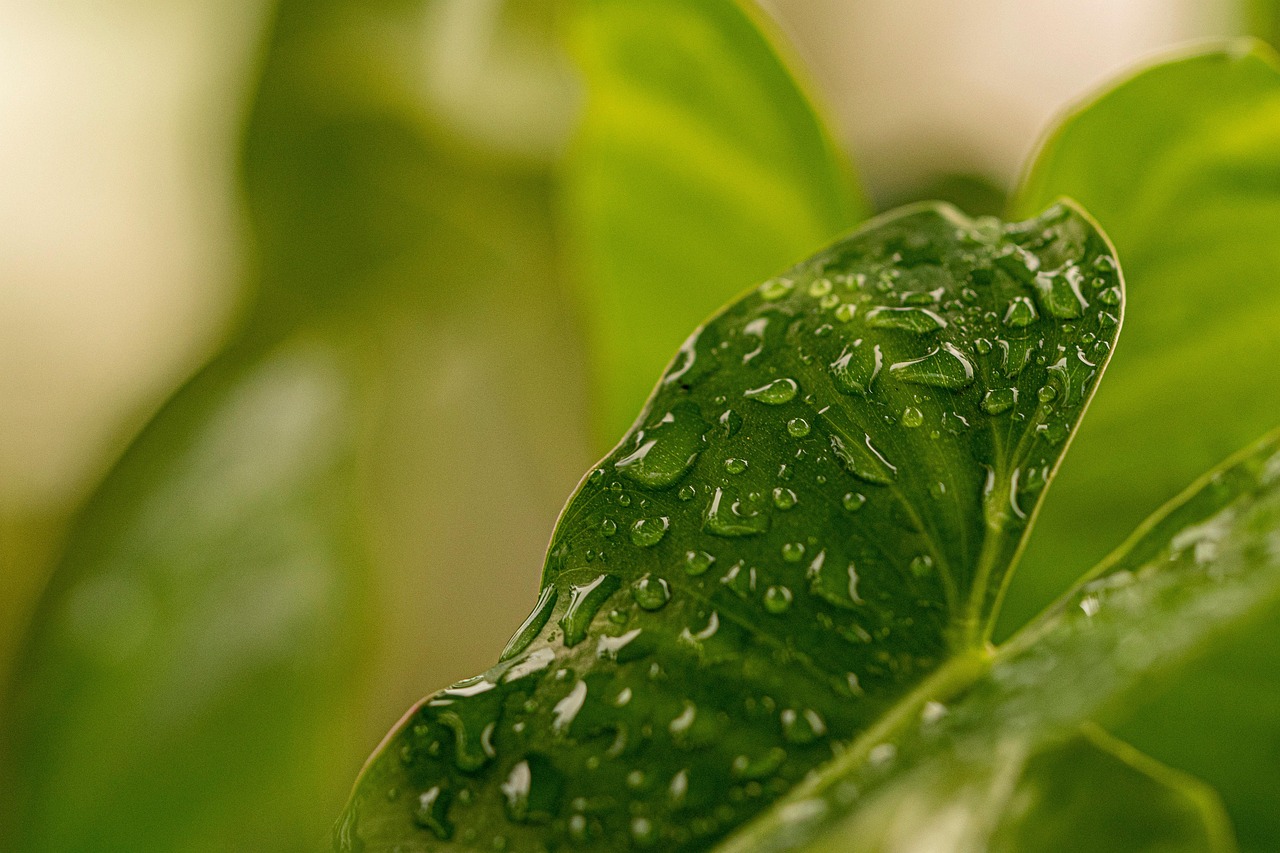découvrez l'importance de protéger notre environnement, les défis actuels auxquels il fait face et les actions que chacun peut entreprendre pour préserver notre planète pour les générations futures.