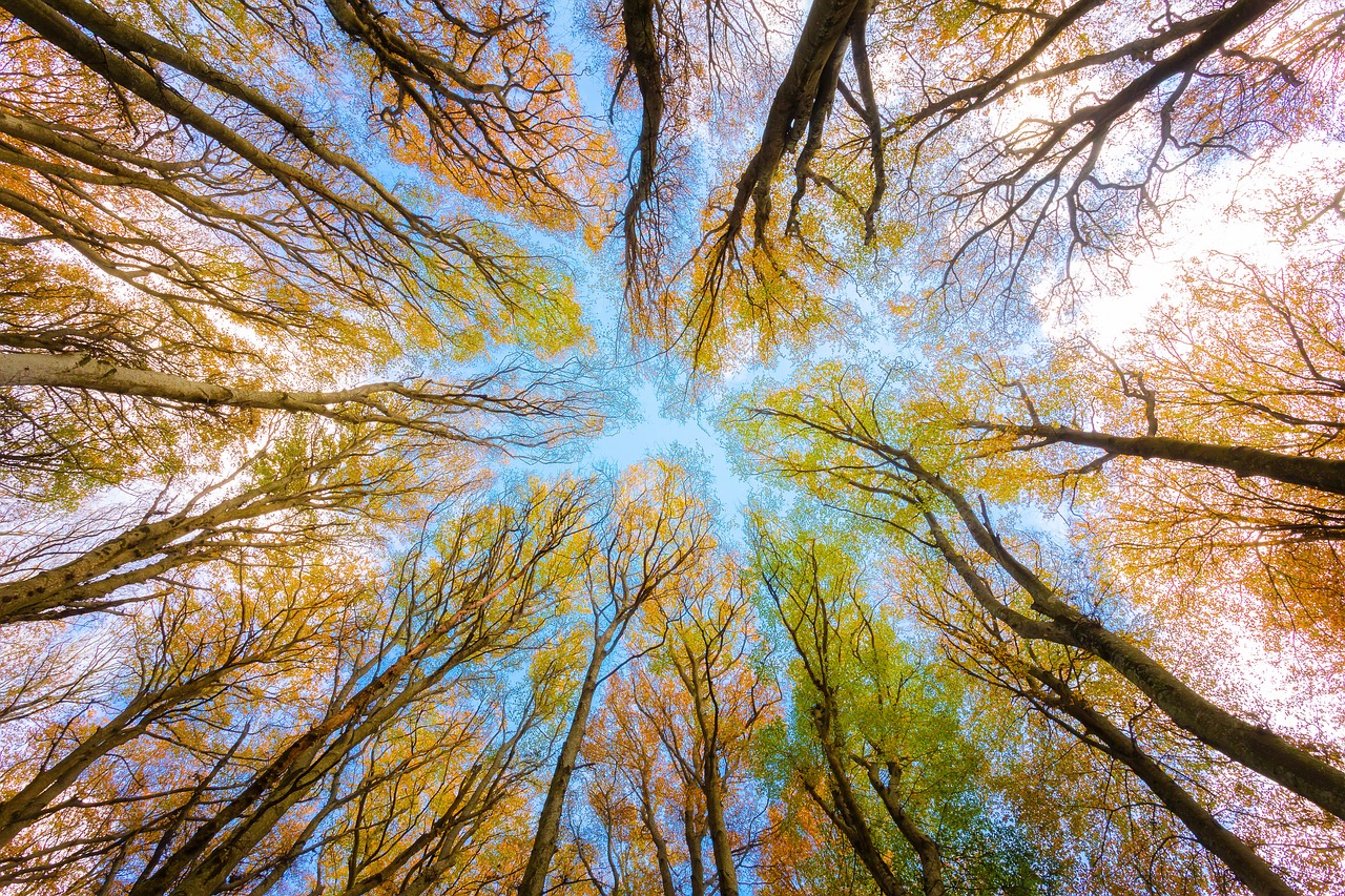 découvrez comment protéger notre planète et promouvoir un environnement durable grâce à des actions concrètes et des conseils pratiques. engagez-vous pour un avenir meilleur !