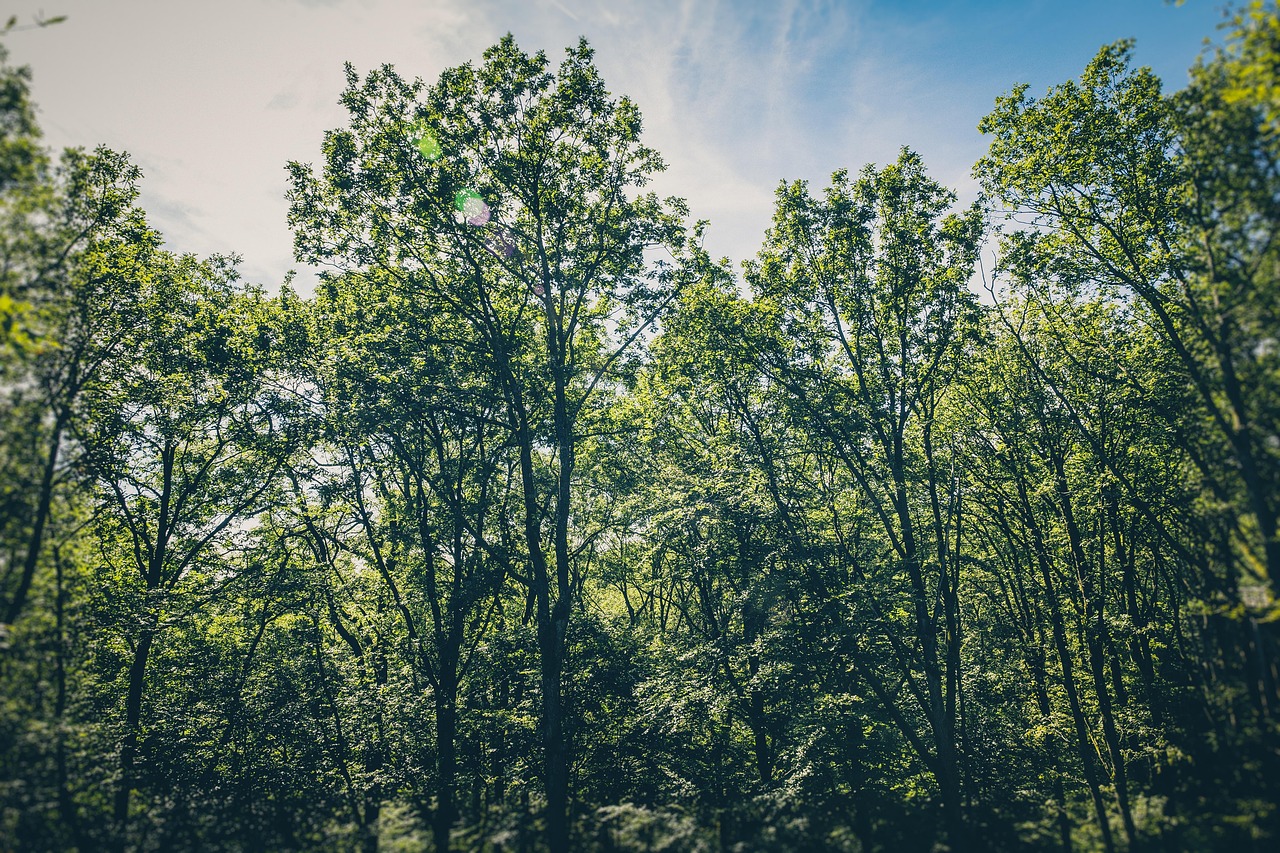 découvrez comment la conscience environnementale influence nos choix quotidiens et contribue à un avenir durable. explorez des stratégies pour adopter un mode de vie respectueux de la planète et sensibilisez-vous aux enjeux écologiques actuels.