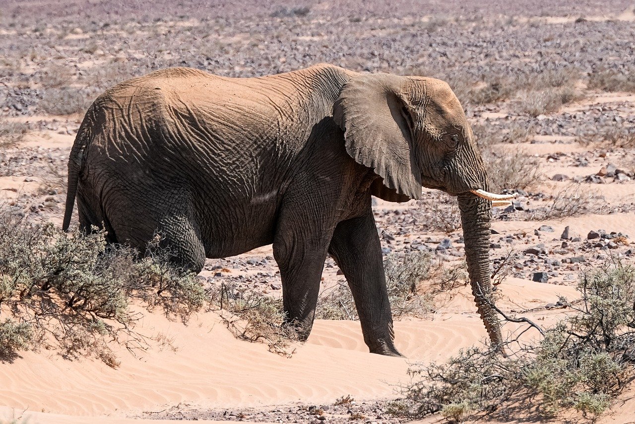découvrez les enjeux de la destruction des habitats naturels, ses impacts sur la biodiversité et les écosystèmes, ainsi que les solutions pour préserver notre environnement. informez-vous sur les actions à entreprendre pour protéger notre planète.