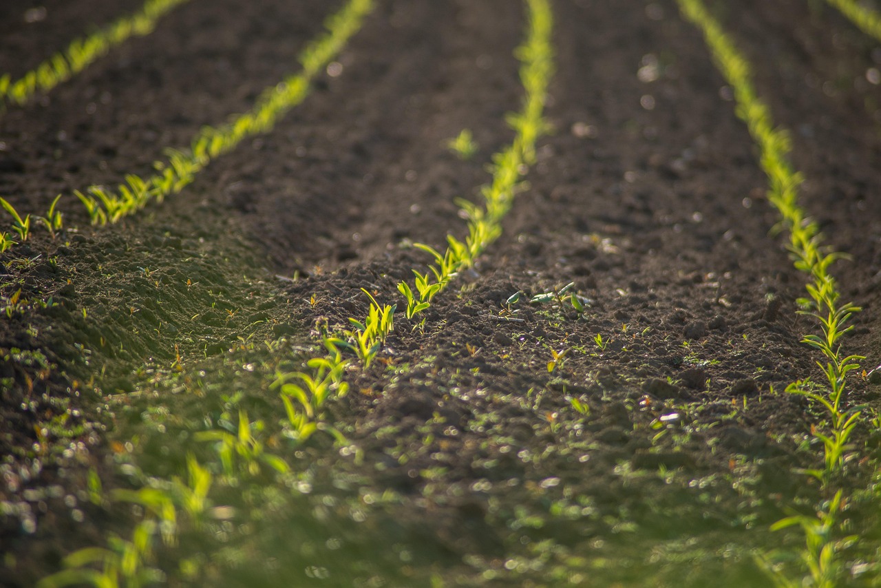découvrez les pratiques de l'agriculture durable qui préservent l'environnement tout en garantissant des récoltes abondantes. apprenez comment allier respect de la nature et production alimentaire responsable.