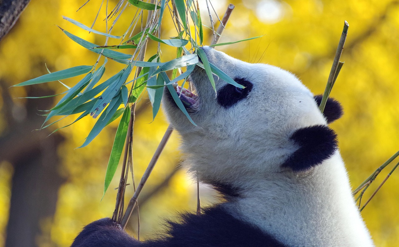 découvrez l'importance de la conservation de la faune pour protéger la biodiversité de notre planète. rejoignez-nous dans notre mission de sauvegarde des espèces et de leurs habitats.