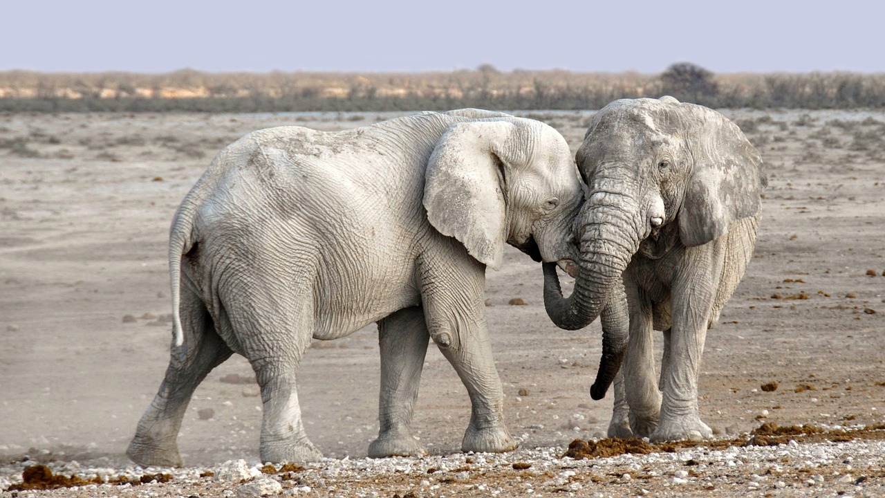 découvrez l'importance de la conservation de la faune, des initiatives durables pour protéger les espèces menacées et les écosystèmes. rejoignez notre mission pour préserver la biodiversité et assurer un avenir meilleur pour la nature.