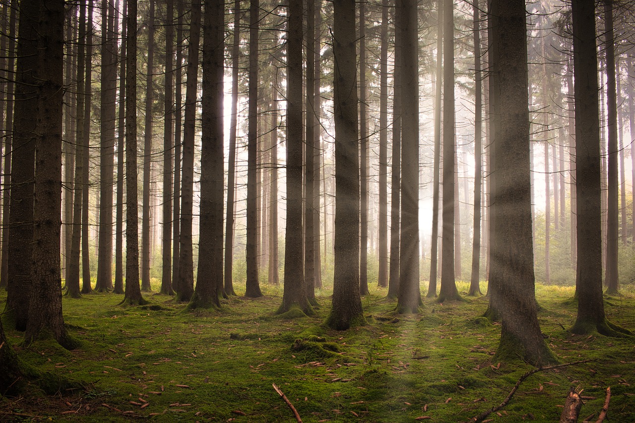 découvrez l'écosystème forestier, un habitat vital pour une biodiversité riche et variée. explorez les interactions entre les plantes, les animaux et les micro-organismes qui soutiennent la vie dans nos forêts, tout en apprenant l'importance de leur préservation pour l'environnement.