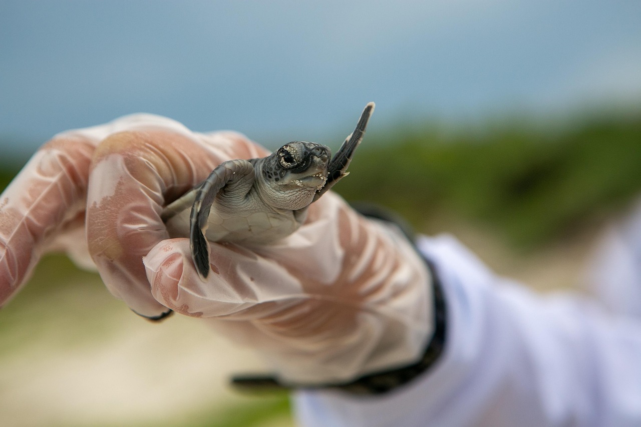 découvrez comment protéger nos océans pour préserver la biodiversité marine et lutter contre le changement climatique. engagez-vous dès aujourd'hui pour un avenir durable.