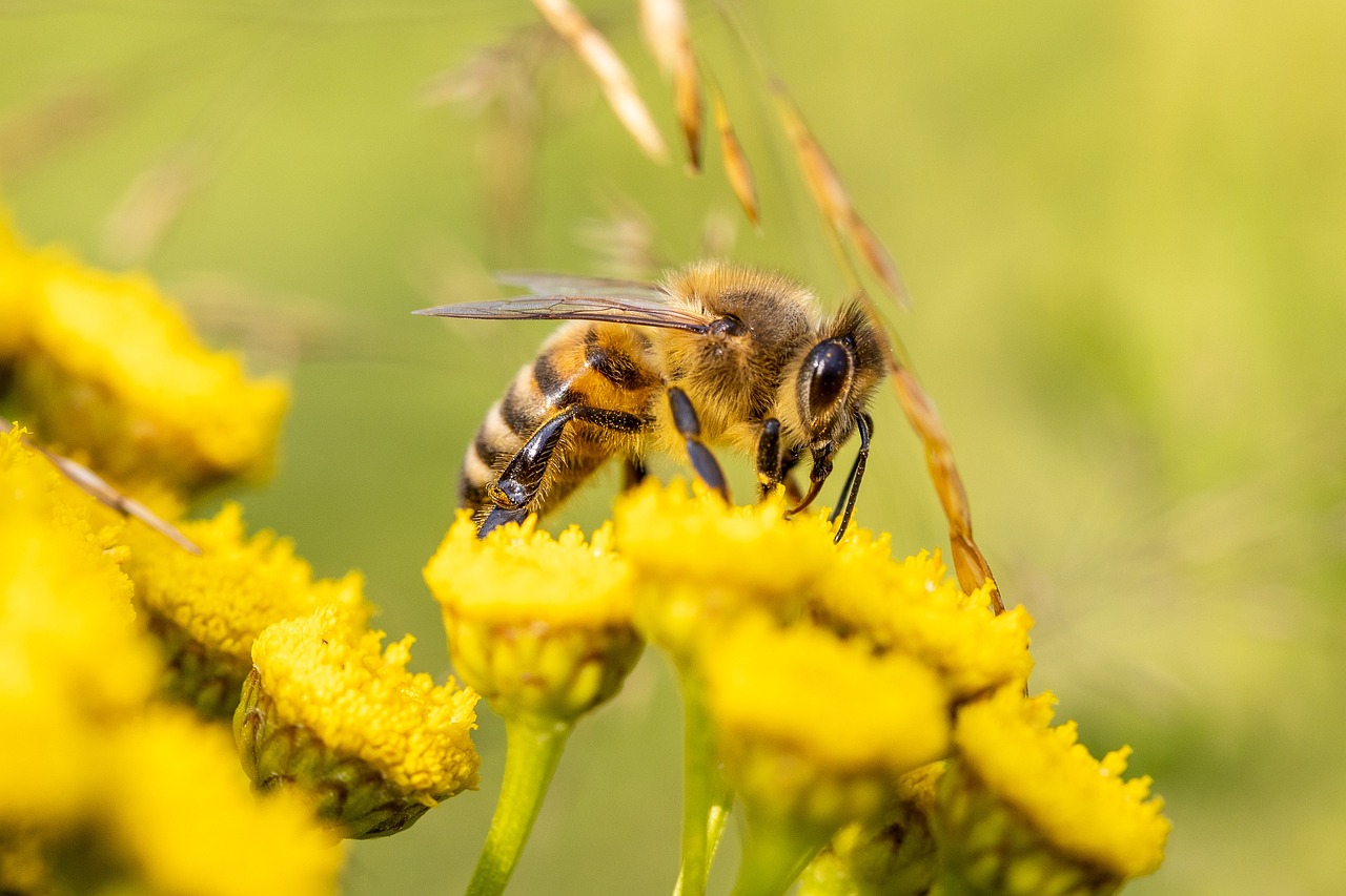 découvrez l'importance de la biodiversité pour notre planète, les menaces qui pèsent sur les écosystèmes et les actions nécessaires pour préserver la richesse de la vie sur terre. explorez comment la diversité des espèces sustente non seulement l'équilibre écologique, mais aussi le bien-être humain.