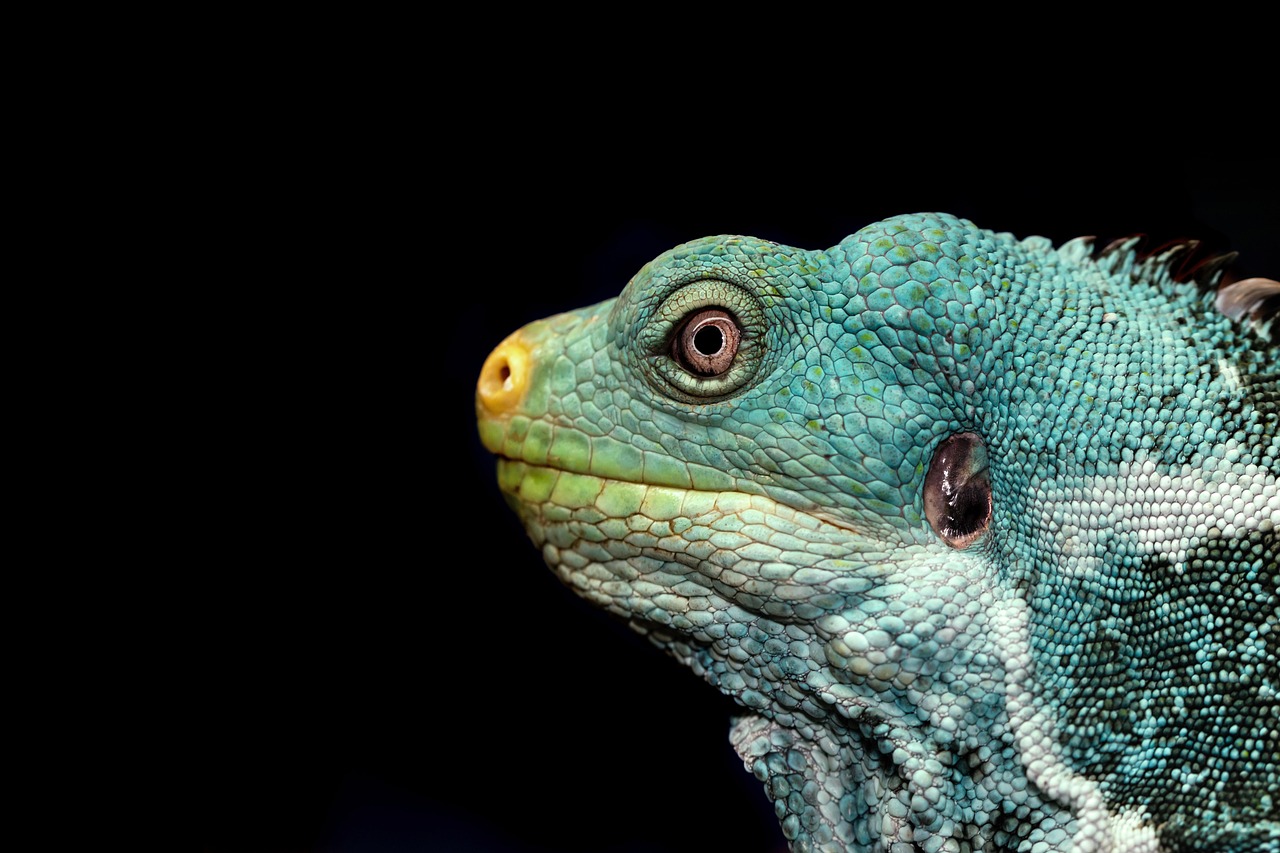 découvrez l'importance de la biodiversité et ses impacts sur notre planète. explorez les menaces qui pèsent sur les écosystèmes et les gestes que nous pouvons adopter pour préserver la richesse de la vie sur terre.