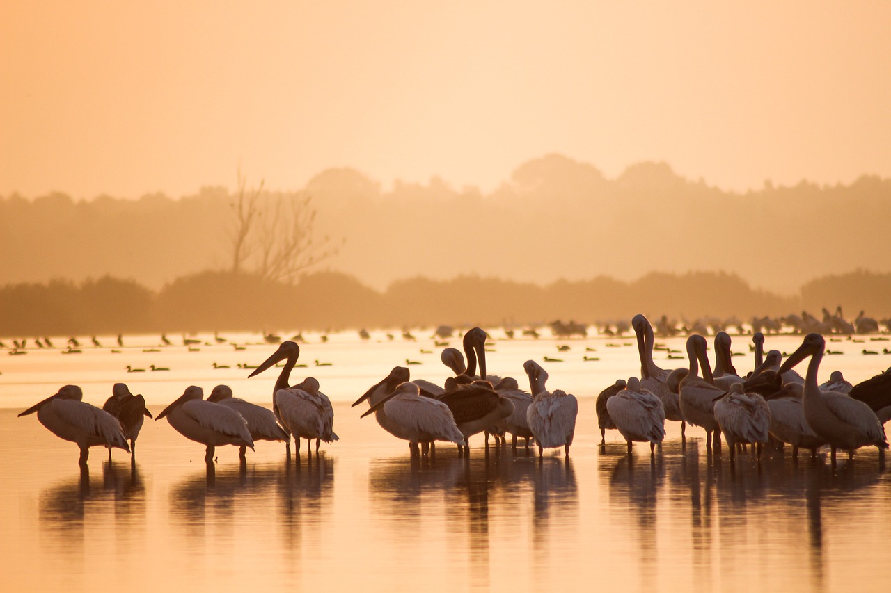 découvrez les priorités de conservation essentielles pour protéger notre environnement et la biodiversité. explorez les stratégies et initiatives visant à préserver les écosystèmes menacés et à promouvoir un avenir durable.