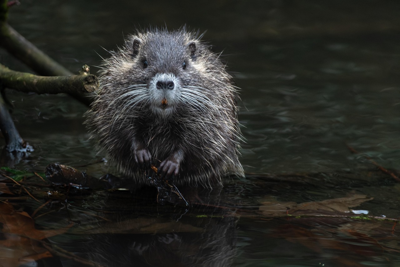 découvrez les ressources essentielles des écosystèmes, leur fonctionnement et leur rôle fondamental dans la préservation de la biodiversité et la durabilité de notre planète.