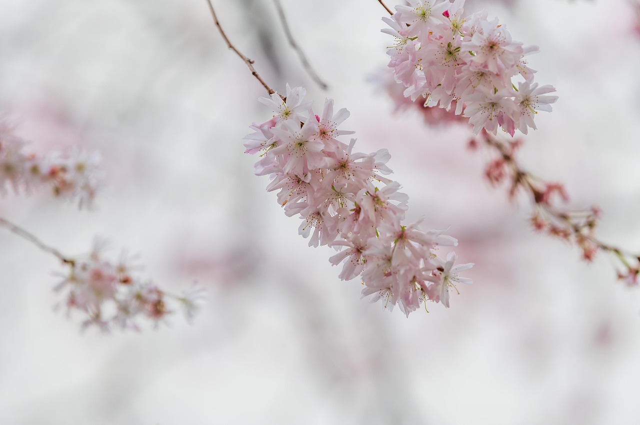 découvrez nos solutions efficaces pour la protection des plantes avec flora protection. protégez votre jardin et vos espaces verts contre les parasites et maladies grâce à nos produits naturels et respectueux de l'environnement.