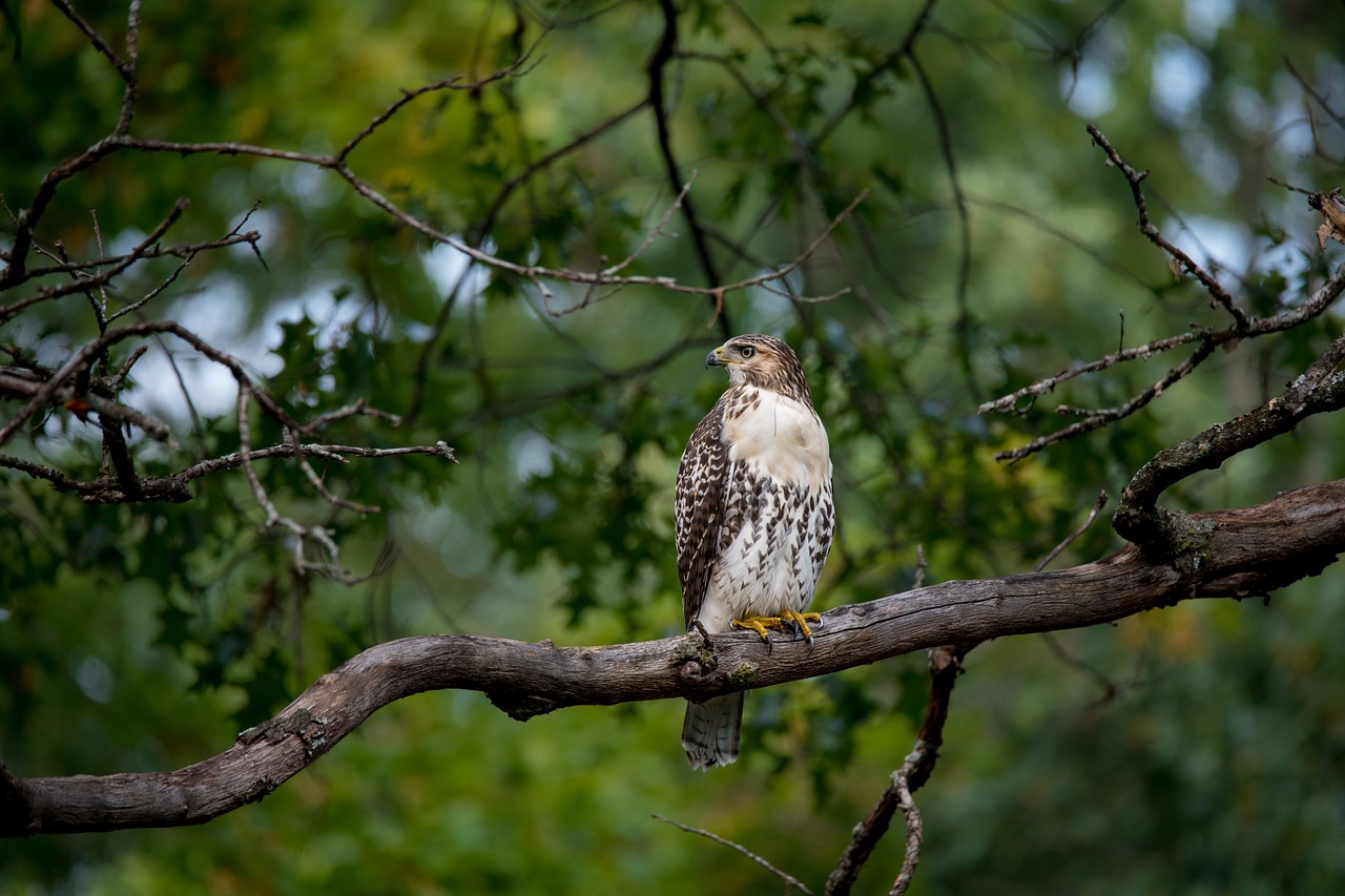 découvrez l'écosystème forestier, un environnement riche et diversifié où se mêlent faune et flore. apprenez comment ces forêts jouent un rôle crucial dans la régulation du climat, la préservation de la biodiversité et le soutien à de nombreuses espèces. explorez les interactions écologiques qui façonnent ces habitats vitaux.