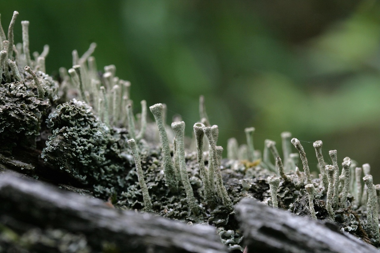 découvrez l'écosystème forestier, un réseau complexe de vie où les arbres, les plantes et les animaux interagissent en symbiose. explorez son importance pour la biodiversité, son rôle dans la régulation du climat et son impact sur notre planète.