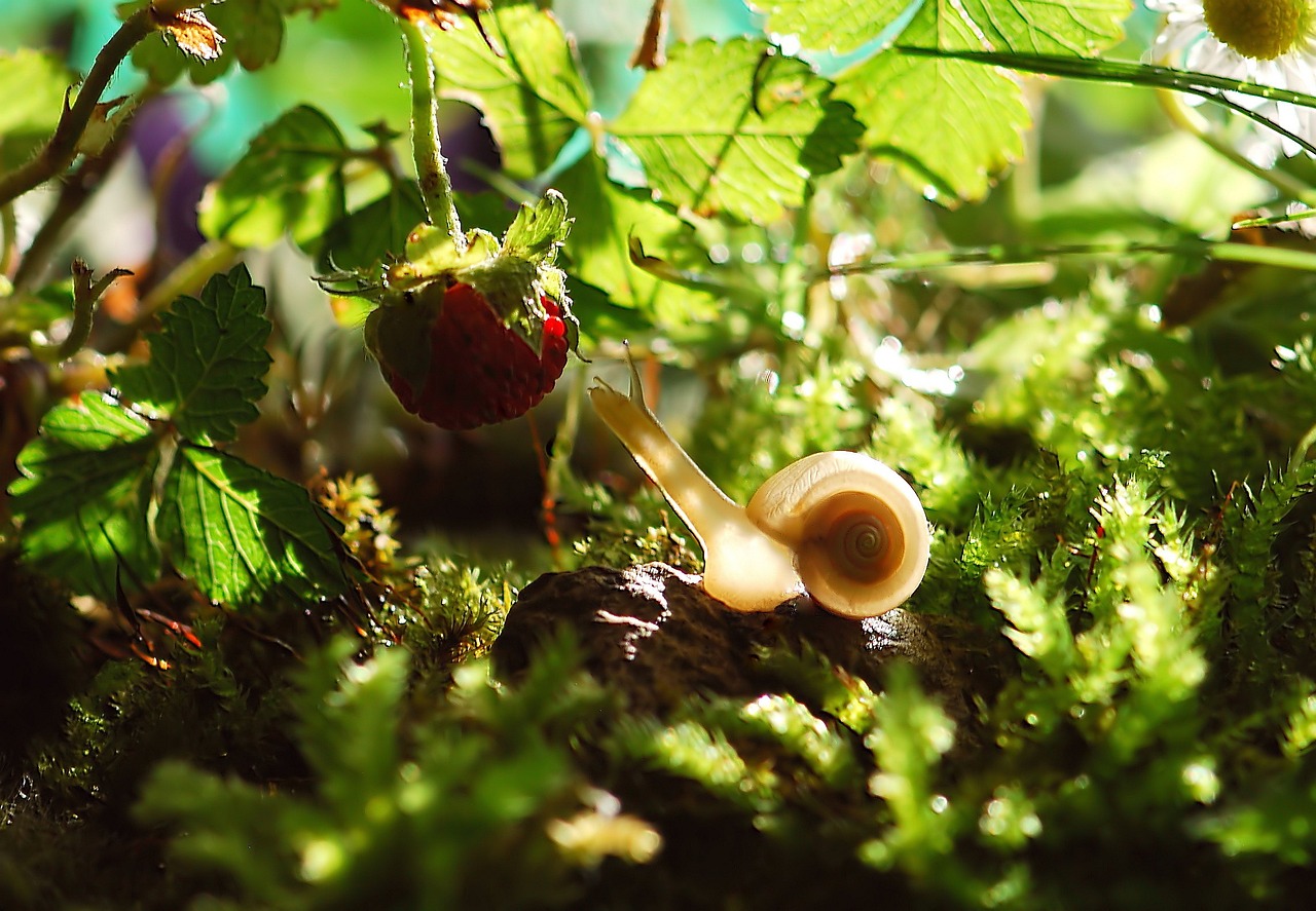 découvrez l'équilibre délicat des écosystèmes forestiers, où la biodiversité prospère et où chaque espèce joue un rôle crucial. explorez les interactions entre les plantes, les animaux et leur environnement, ainsi que l'importance des forêts pour notre planète.