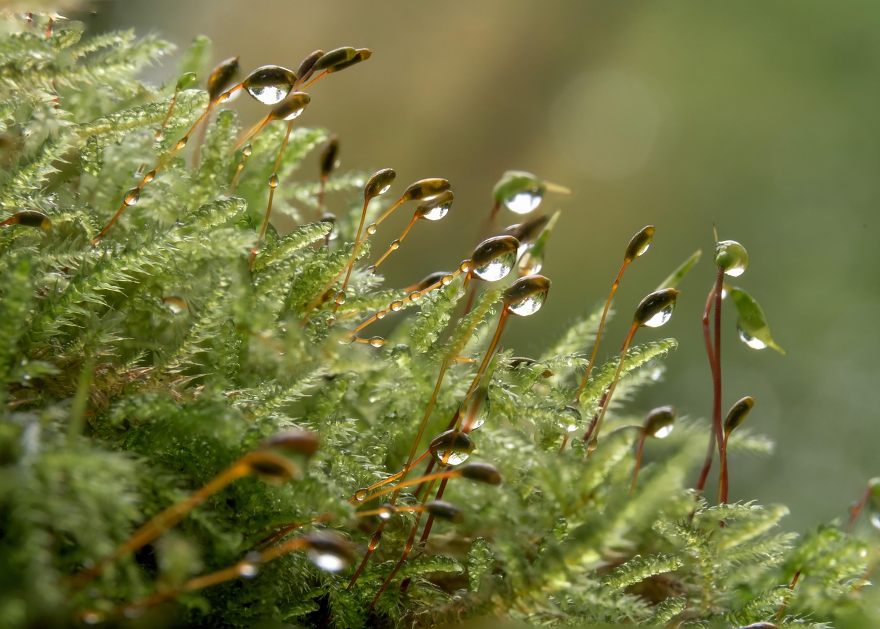 découvrez l'écosystème forestier, un habitat riche et diversifié où se mêlent flore et faune, jouant un rôle crucial dans la régulation du climat et la préservation de la biodiversité.