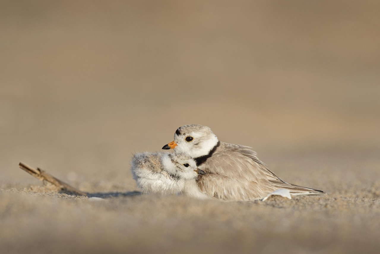 découvrez l'importance de la protection des océans et comment préserver la biodiversité marine. informez-vous sur les initiatives, les défis et les actions à entreprendre pour sauvegarder nos mers et océans essentiels à la vie sur terre.