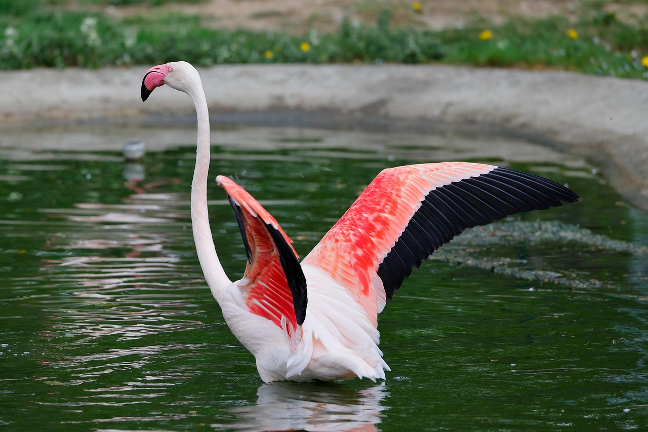 découvrez l'importance des zones humides, ces écosystèmes riches en biodiversité qui jouent un rôle essentiel dans la régulation de l'eau, la protection des côtes et le soutien de la faune. explorez leur fonctionnement, leurs enjeux écologiques et les initiatives pour leur préservation.