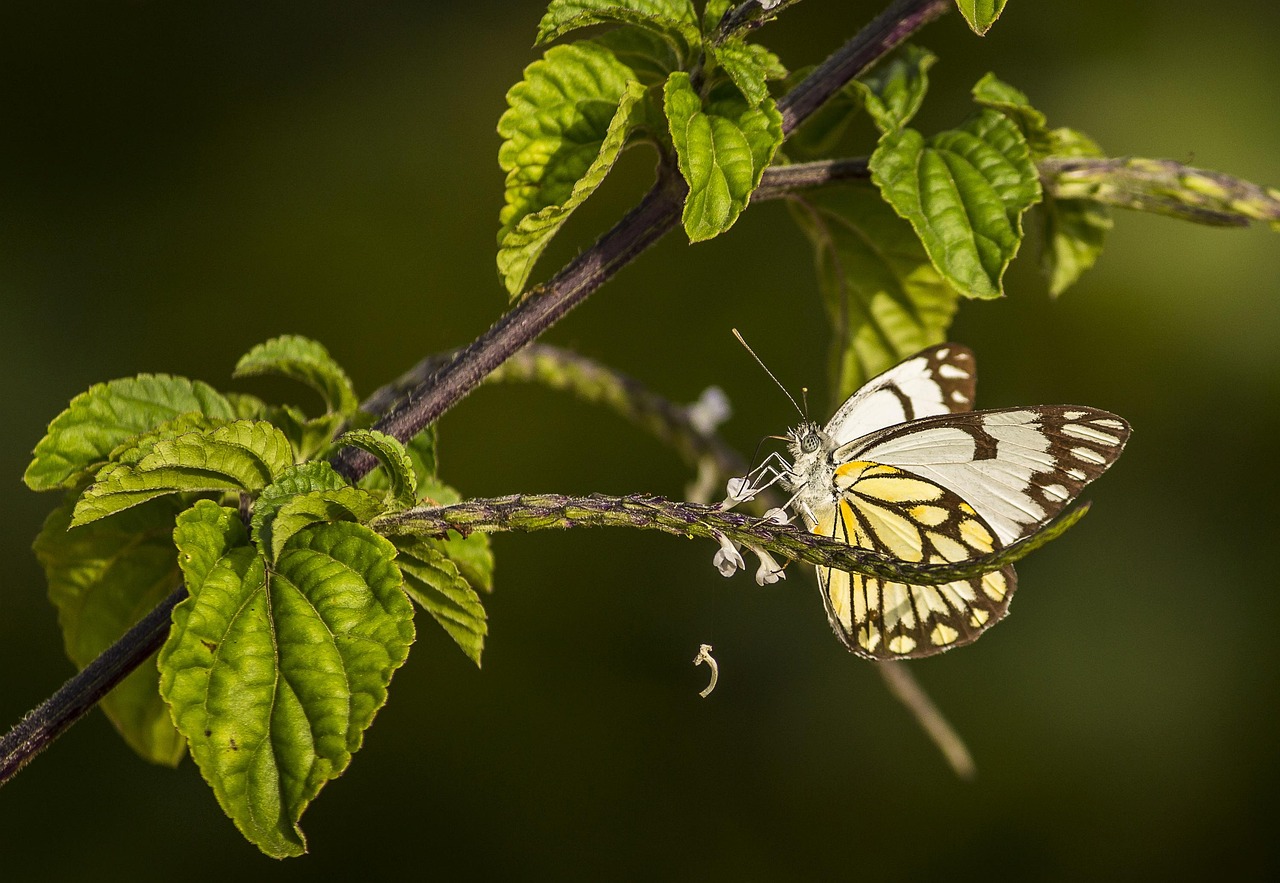 découvrez la richesse de la biodiversité, essentielle à l'équilibre des écosystèmes. explorez l'importance de la préservation des espèces, des habitats et des interactions naturelles pour un avenir durable.
