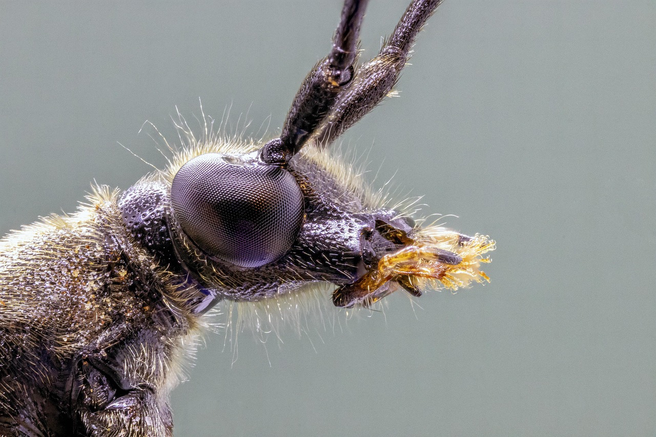 découvrez les ressources biologiques, essentielles à la biodiversité et à la santé de notre planète. explorez leur importance dans les écosystèmes, leur utilisation durable et leur rôle crucial dans le développement scientifique et médical.