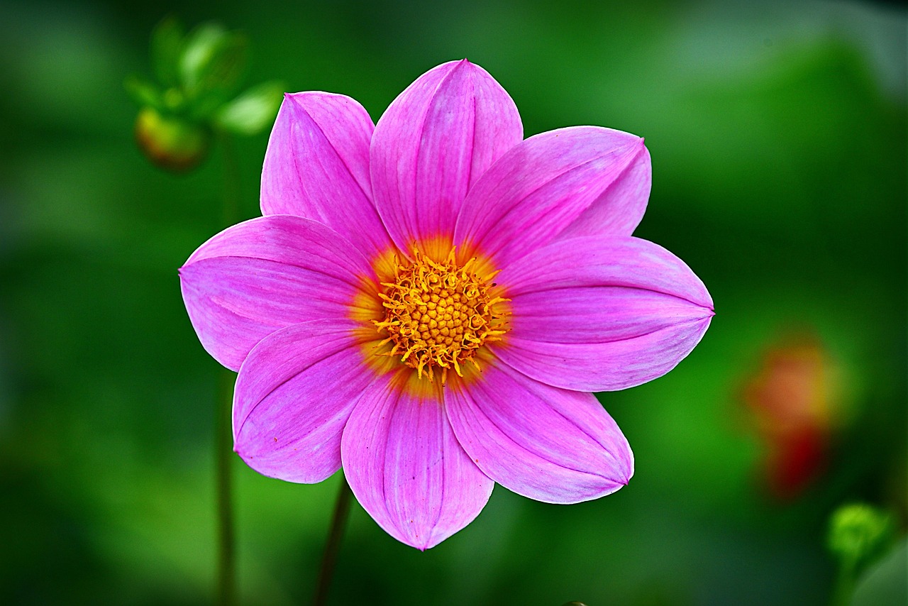 découvrez la beauté et la diversité du jardin botanique, un havre de paix où la nature s'épanouit. explorez des milliers de plantes du monde entier, participez à des ateliers floraux et laissez-vous inspirer par la magie des couleurs et des senteurs.