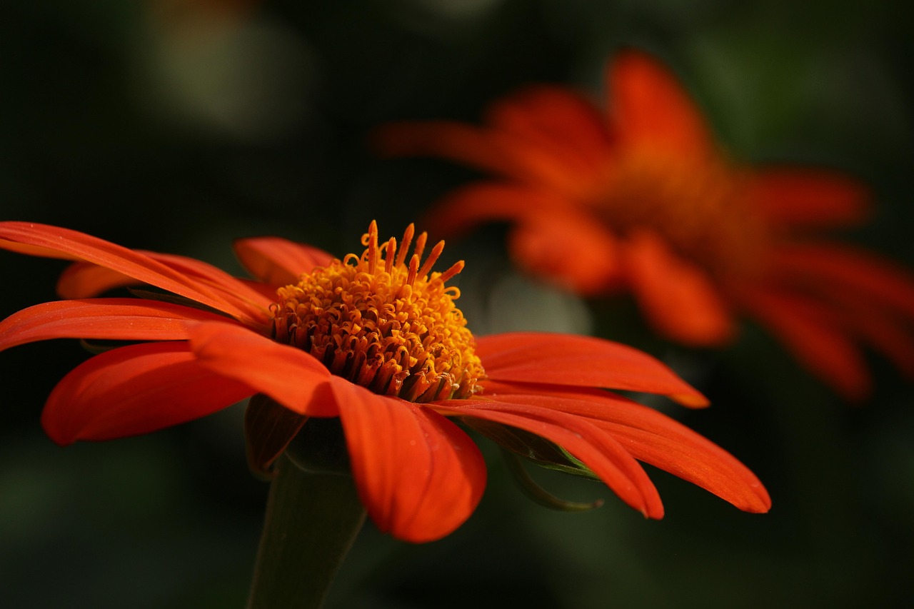 découvrez un jardin botanique magnifique, un havre de paix où la nature s'épanouit. explorez une diversité de plantes, fleurs et arbustes dans un cadre enchanteur qui invite à la détente et à la contemplation.