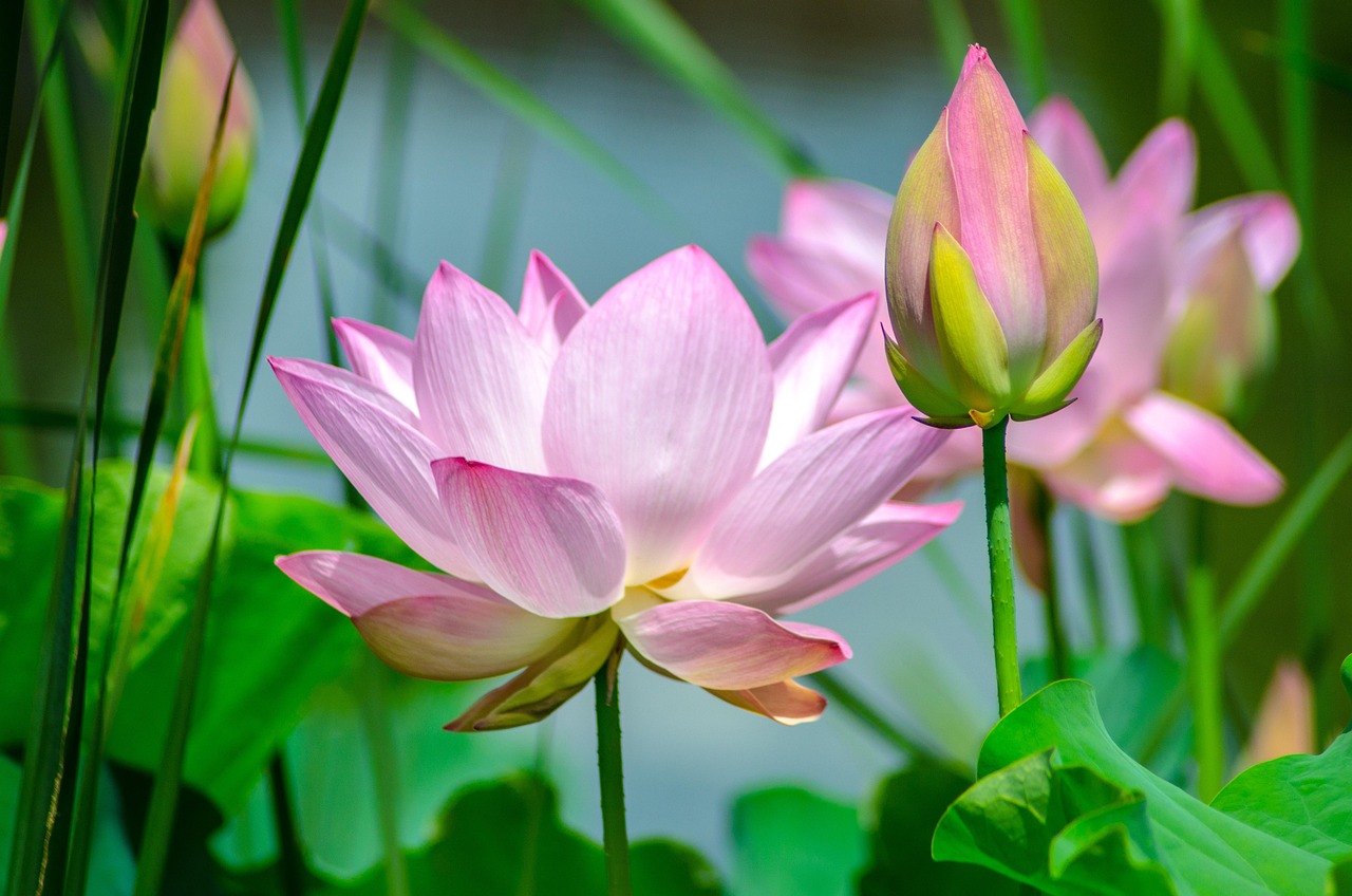 découvrez la beauté et la diversité de la nature au jardin botanique. promenez-vous parmi des plantes exotiques, des fleurs colorées et des espaces verdoyants qui éveilleront vos sens. un véritable havre de paix pour les amoureux de la nature et les passionnés de botanique.