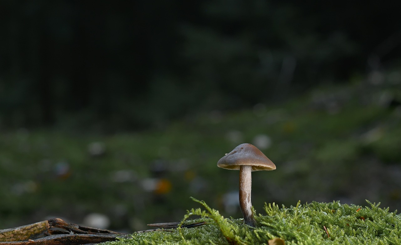 la science citoyenne : une approche participative qui engage les citoyens dans la collecte et l'analyse de données scientifiques pour contribuer à des projets de recherche significatifs et à la préservation de l'environnement.