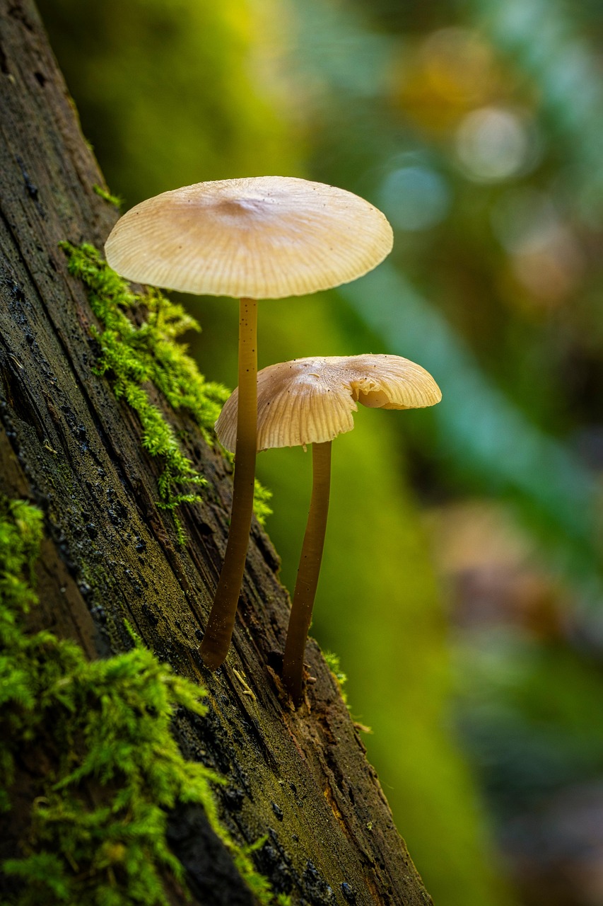 découvrez l'écosystème, ce réseau complexe d'interactions entre les organismes vivants et leur environnement, qui joue un rôle crucial dans la régulation des ressources naturelles et le maintien de la biodiversité.
