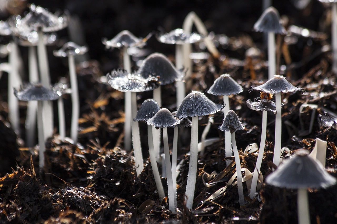 découvrez l'écosystème forestier, un monde fascinant où la biodiversité prospère. explorez les interactions complexes entre les arbres, la faune et le sol, et apprenez comment ces habitats essentiels contribuent à la santé de notre planète.