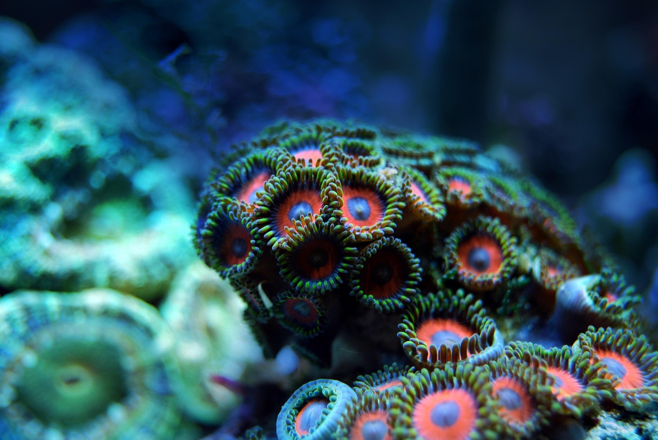 découvrez la richesse et la diversité des écosystèmes marins, des coraux colorés aux forêts de kelp, et apprenez comment ces habitats vitaux soutiennent la vie marine et régulent notre climat.