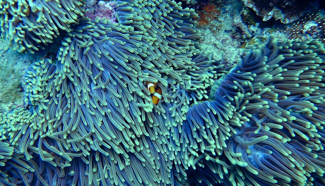 découvrez la richesse et la diversité des écosystèmes marins, qui abritent une multitude d'espèces et jouent un rôle essentiel dans la régulation du climat et la biodiversité de notre planète.