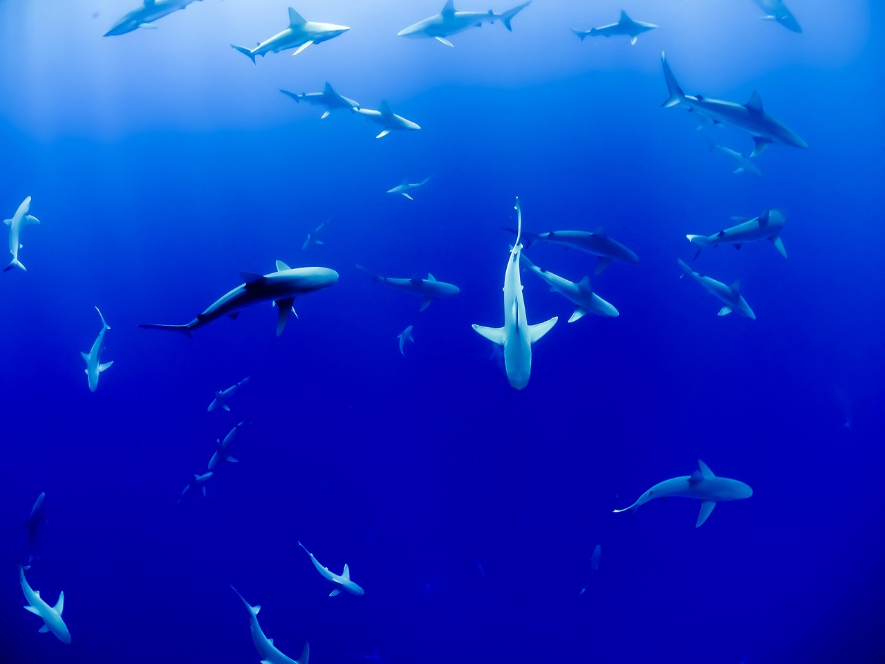 découvrez les écosystèmes marins, leur biodiversité fascinante et leur rôle essentiel dans l'équilibre environnemental. plongez dans l'univers des océans et apprenez comment préserver ces habitats vitaux.