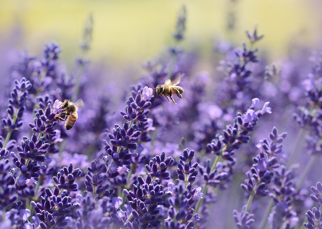 découvrez le processus fascinant de la pollinisation, essentiel à la reproduction des plantes. explorez son rôle crucial dans la biodiversité, la production alimentaire et les écosystèmes. apprenez comment les pollinisateurs contribuent au maintien de notre environnement et les menaces qui pèsent sur eux.