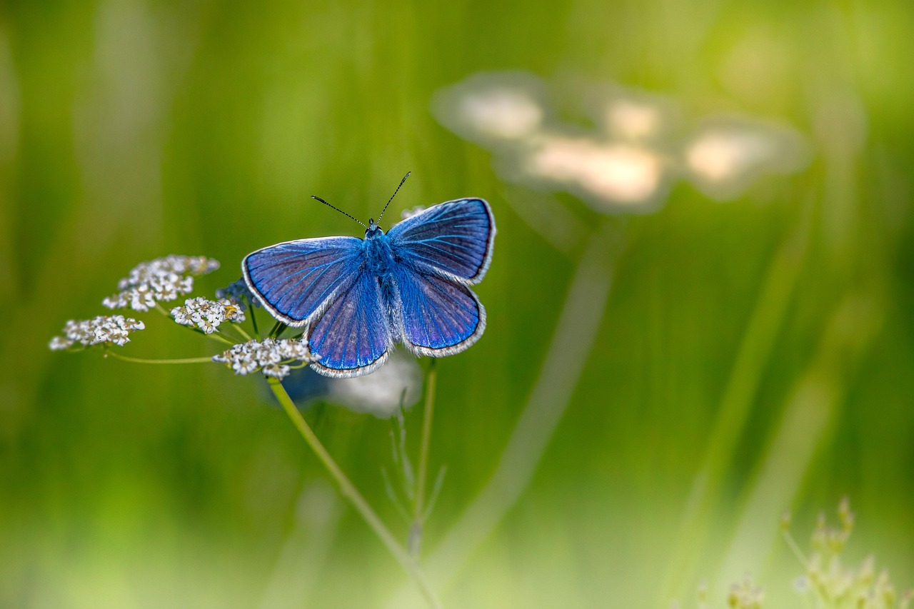 découvrez le processus fascinant de la pollinisation, essentiel à la reproduction des plantes et à la biodiversité. explorez les différentes techniques de pollinisation, le rôle des insectes et des animaux, et l'importance de préserver ces pollinisateurs pour l'environnement et l'agriculture.
