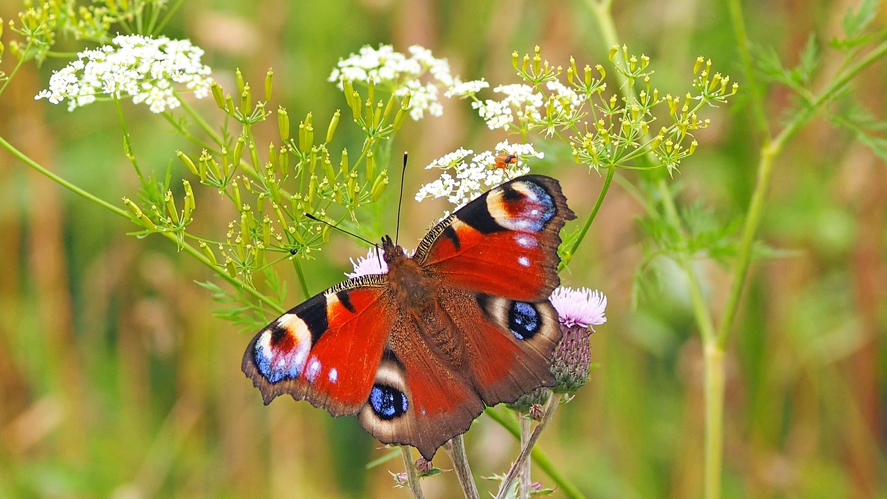 découvrez l'importance de la pollination pour notre écosystème et la production alimentaire. apprenez comment les abeilles, les insectes et le vent contribuent à la fertilité des plantes et à la biodiversité.