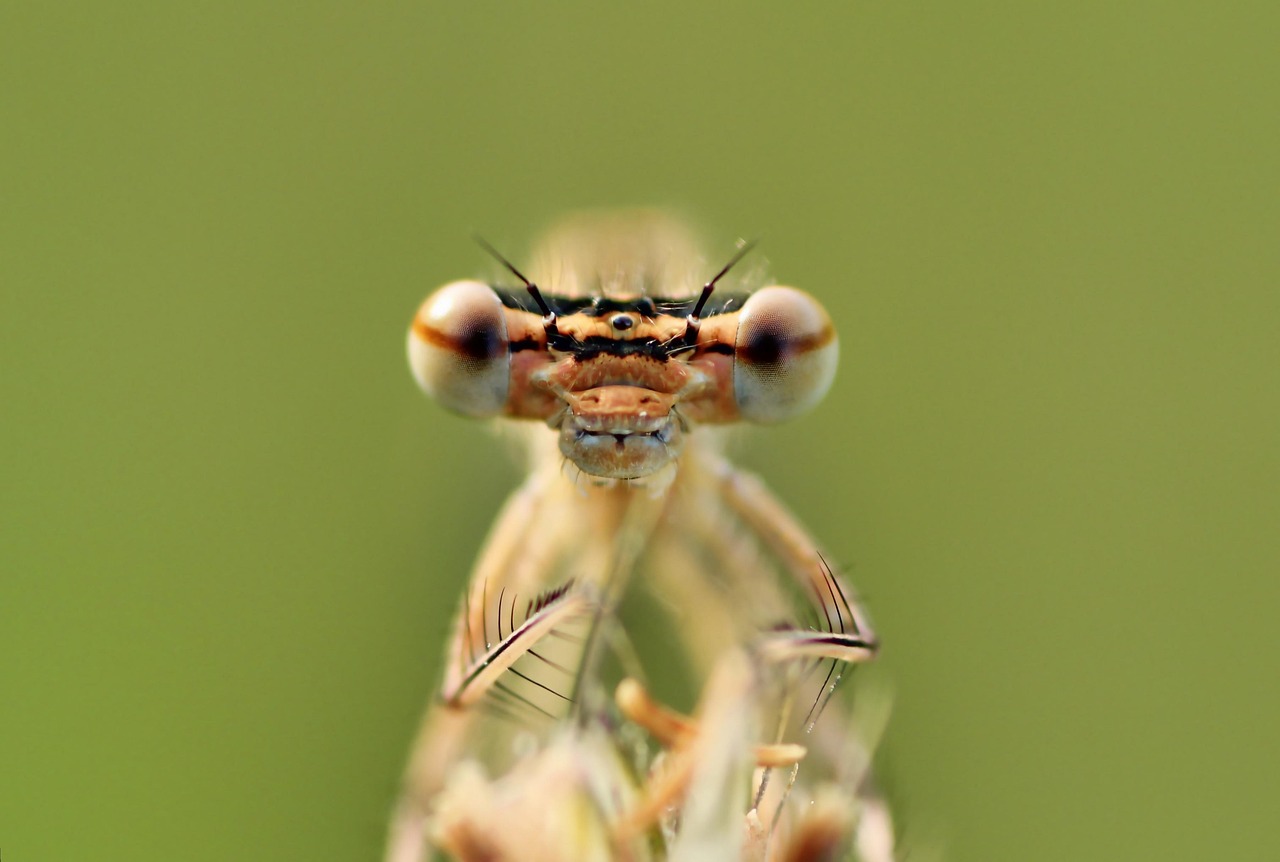 découvrez les techniques de propagation des espèces, des méthodes naturelles aux pratiques horticoles modernes, pour favoriser la biodiversité et préserver nos écosystèmes.