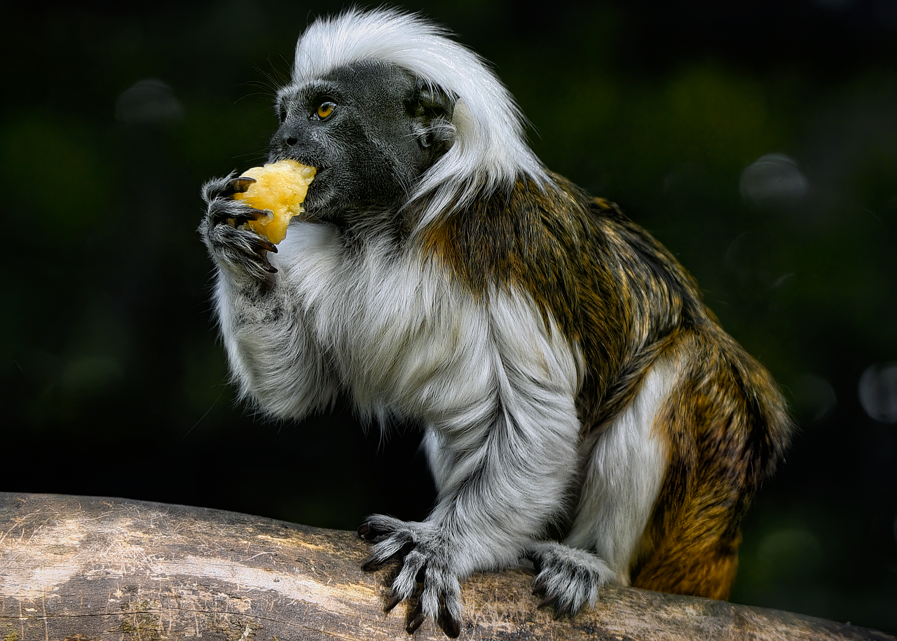 découvrez les différentes méthodes de propagation des espèces, qu'il s'agisse de plantes, d'animaux ou de micro-organismes. apprenez comment favoriser leur reproduction et assurer la préservation de la biodiversité.