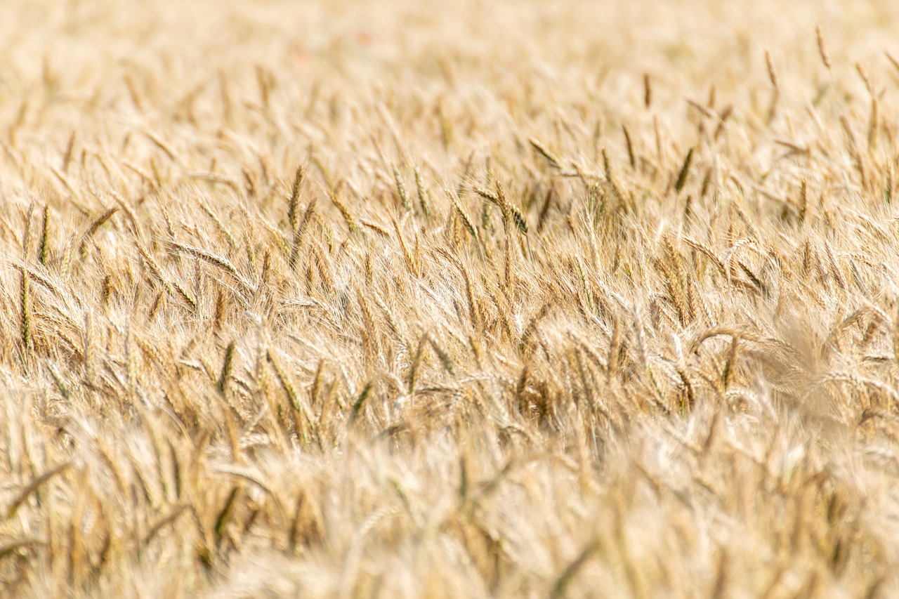 découvrez l'agriculture durable, une approche respectueuse de l'environnement qui allie pratiques écologiques et rentabilité. apprenez comment cette méthode innovante préserve les ressources naturelles tout en répondant aux besoins alimentaires croissants.