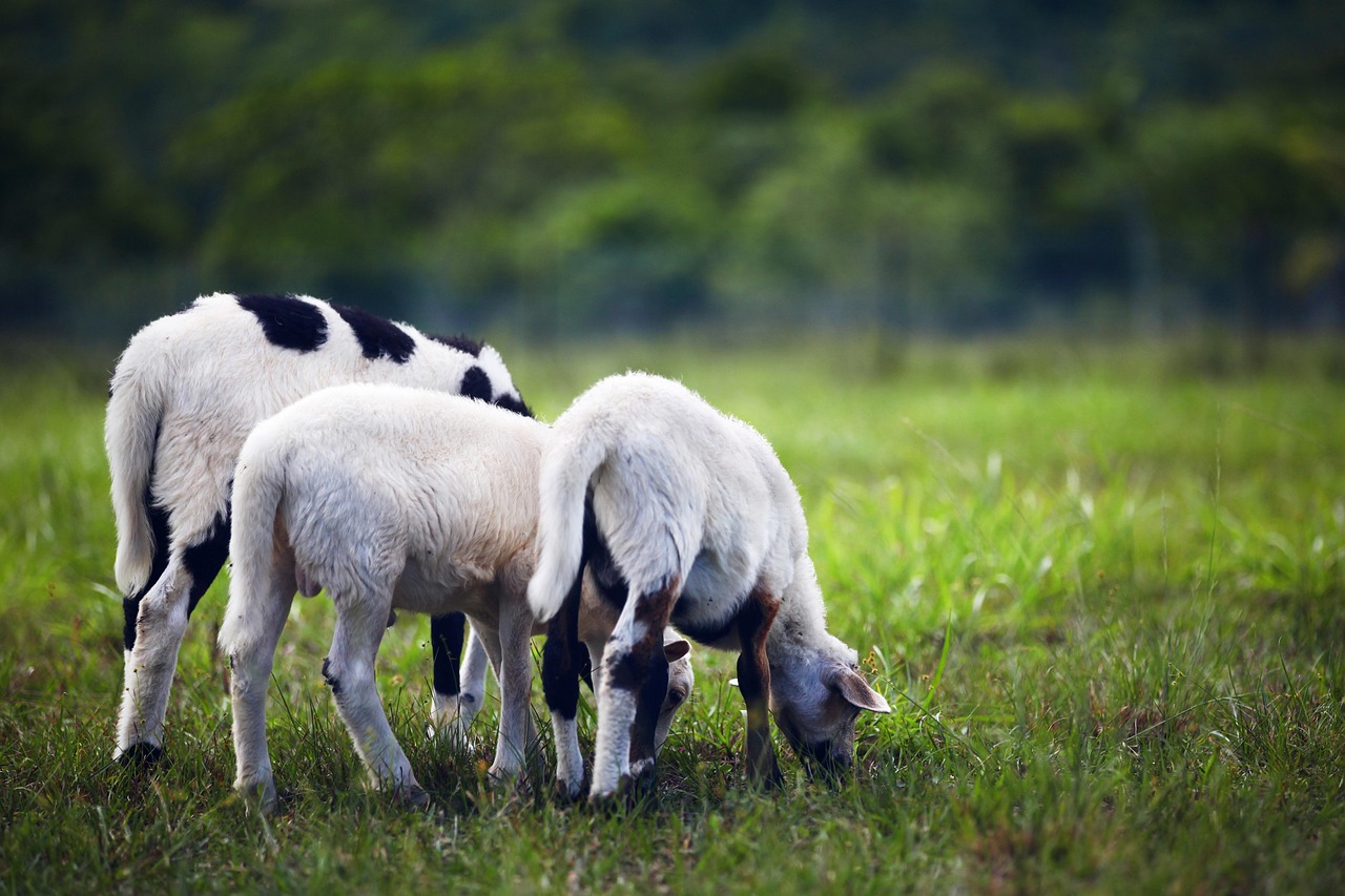 découvrez les pratiques agricoles durables qui préservent l'environnement tout en assurant une production alimentaire efficace. explorez des techniques innovantes pour cultiver de manière écoresponsable et promouvoir la biodiversité.