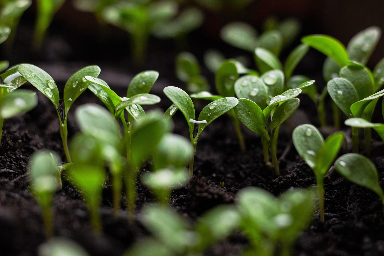 découvrez comment adopter une approche de croissance durable qui allie performance économique et respect de l'environnement. explorez des stratégies innovantes pour développer votre entreprise tout en préservant les ressources naturelles pour les générations futures.