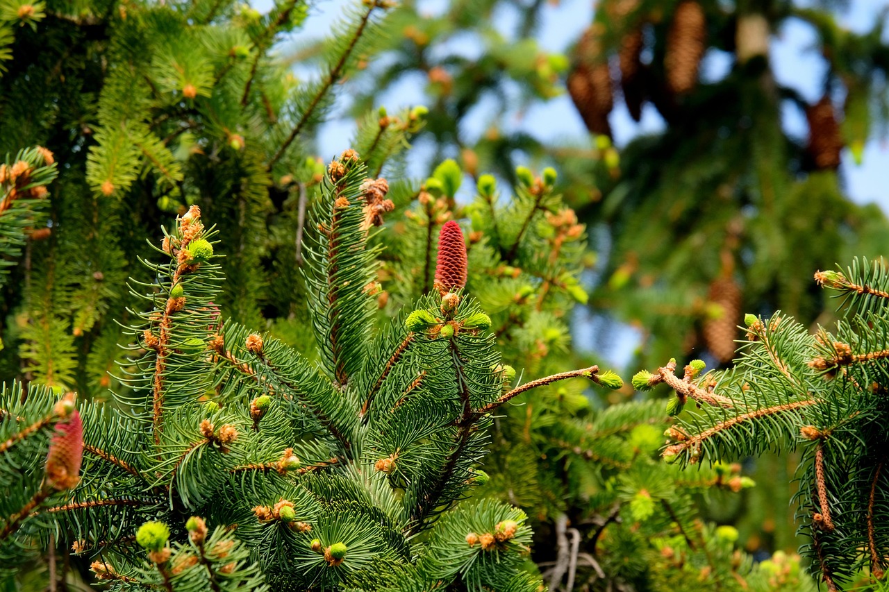 découvrez comment les territoires durables façonnent un avenir plus vert en intégrant des pratiques respectueuses de l'environnement, favorisant le bien-être des communautés et préservant la biodiversité. rejoignez le mouvement vers des villes et régions écoresponsables et apprenez des initiatives inspirantes qui protègent notre planète.