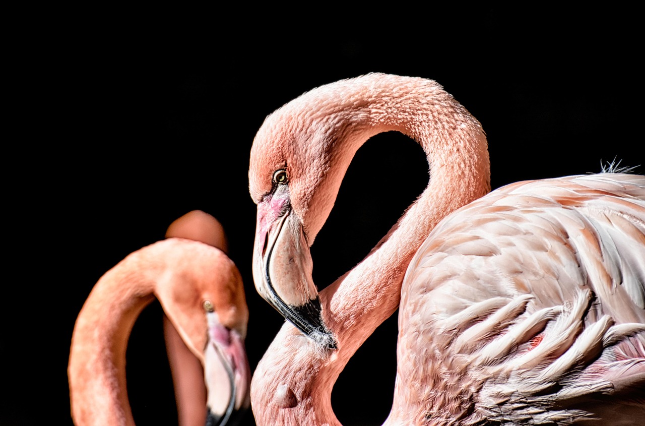 découvrez l'importance des zones humides, leur biodiversité unique et leur rôle crucial dans la régulation des écosystèmes. apprenez comment ces espaces naturels contribuent à la lutte contre le changement climatique et à la préservation de notre environnement.