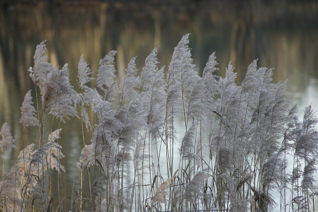 découvrez l'importance des zones humides, véritables trésors écologiques. explorez leur biodiversité, leur rôle dans la régulation de l'eau et leur impact sur la lutte contre le changement climatique.