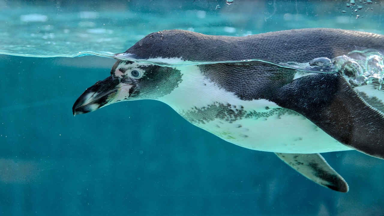 découvrez l'univers fascinant des zoos, où la conservation des espèces et l'éducation se rencontrent. explorez des habitats diversifiés, apprenez sur la faune mondiale et vivez des expériences inoubliables au cœur de la nature.