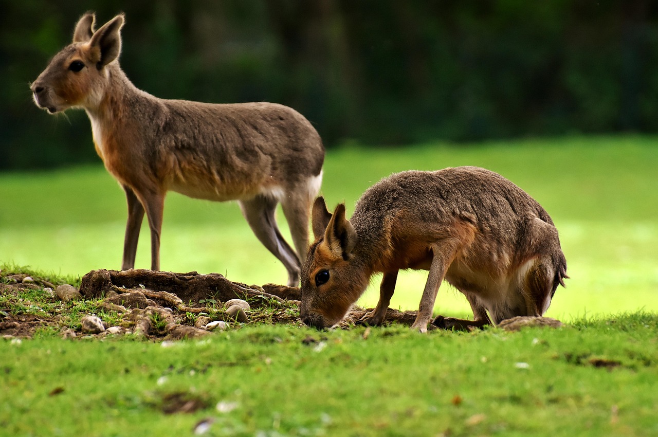 découvrez l'univers fascinant des zoos, où vous pourrez explorer la biodiversité, apprendre sur la faune et participer à des expériences éducatives pour toute la famille.