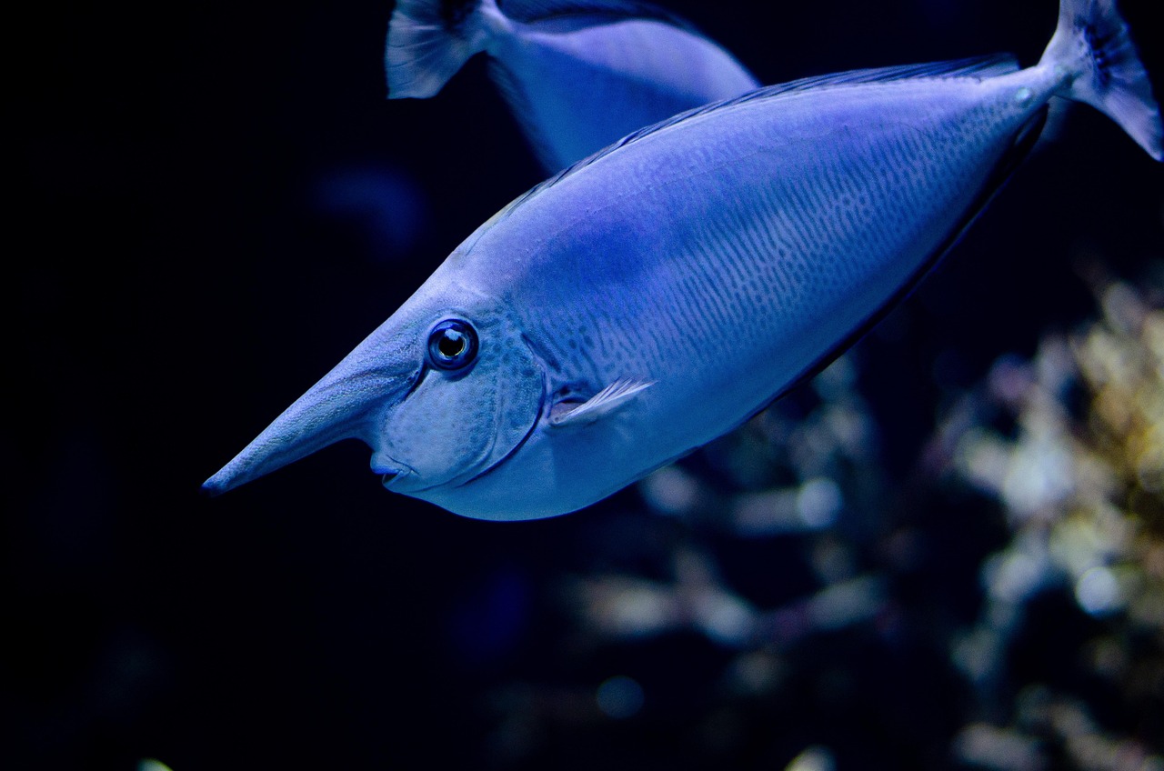 découvrez l'univers fascinant des zoos à travers le monde. explorez les habitats naturels recréés, admirez la diversité des espèces et apprenez sur la conservation de la faune. idéal pour les familles, les passionnés d'animaux et les amoureux de la nature.