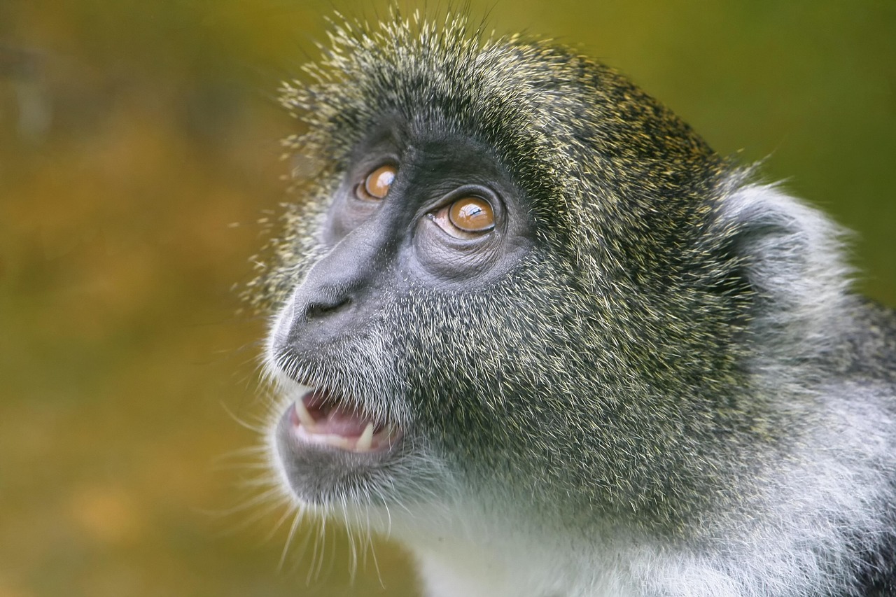 découvrez l'univers fascinant des zoos : des expériences éducatives uniques, la protection des espèces menacées et des moments inoubliables en famille ou entre amis. explorez la biodiversité à travers des visites immersives et engageantes.