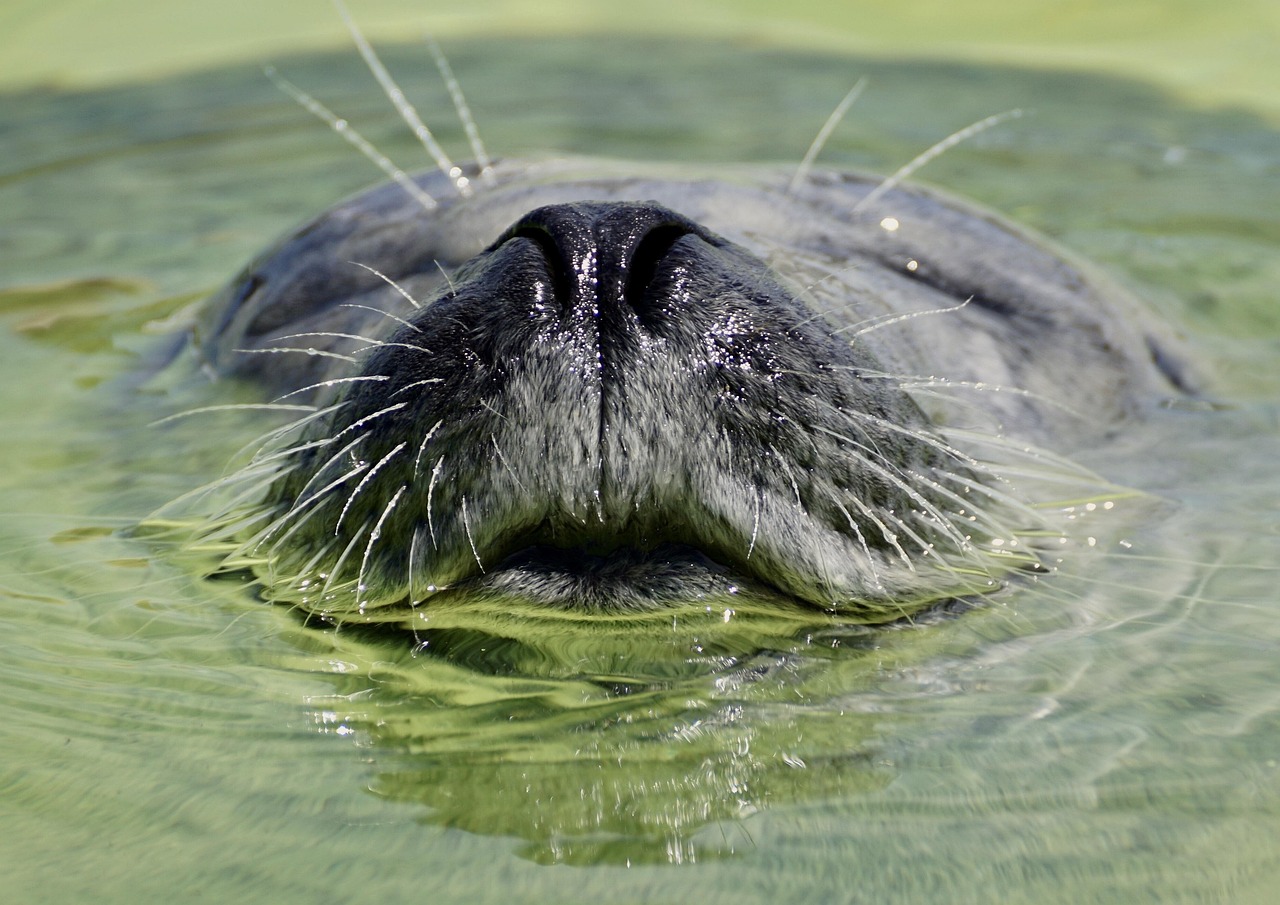 découvrez l'importance du bien-être animal, ses enjeux éthiques et les initiatives visant à améliorer la vie des animaux. informez-vous sur les meilleures pratiques pour assurer leur santé, leur sécurité et leur bonheur.